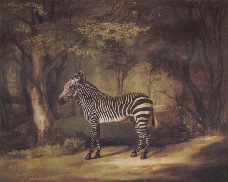 George Stubbs A Zebra oil painting image